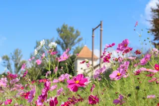 コスモスの摘み取り体験