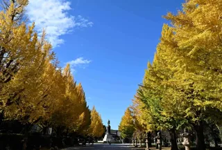 【紅葉・見ごろ】靖国神社