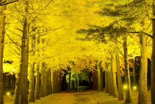 令和7年度歴史館いちょうまつり