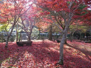 伊豆天城紅葉狩り　昭和の森会館