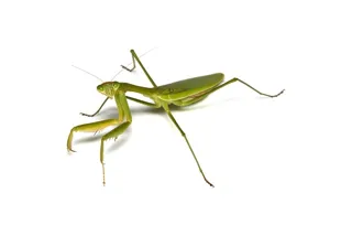 昆虫マニアック講座「カマキリ」