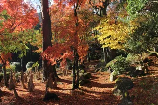 美術館で紅葉さんぽ　～展示室と庭園散策ツアー～