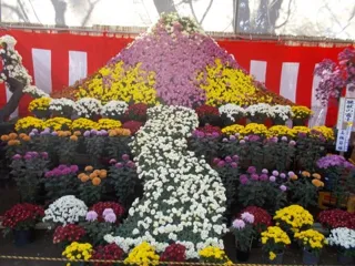 下妻市菊まつり