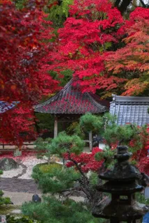 【紅葉・見ごろ】長安寺