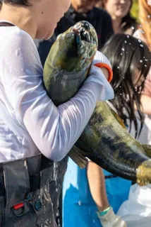 第22回七頭舞の里おもと鮭まつり