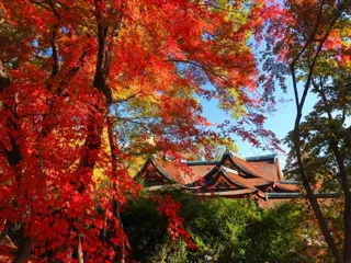 【紅葉・見ごろ】北野天満宮 史跡御土居のもみじ苑