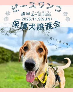 保護犬譲渡会　PET LOVERSフェス