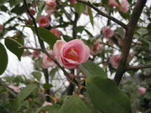 【花・見ごろ】越前町立福井総合植物園　プラントピア　ツバキ