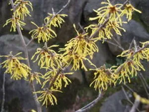 【花・見ごろ】越前町立福井総合植物園　プラントピア　マンサク