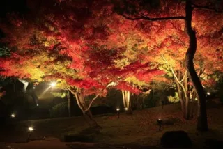由志園　夜間鑑賞会