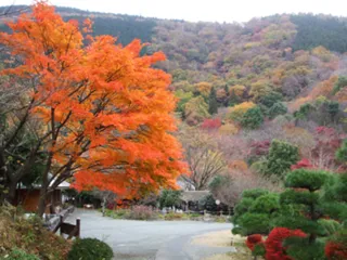 【紅葉・見ごろ】県立21世紀の森