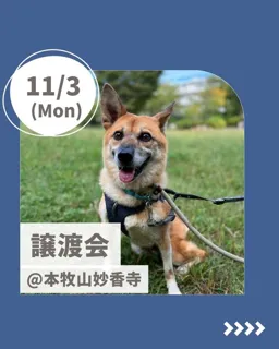 保護犬譲渡会@本牧山妙香寺（神奈川県横浜市）