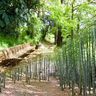 五感で感じる森の癒し 森林セラピー半日コース