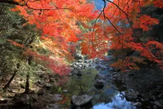 【紅葉・見ごろ】山野峡