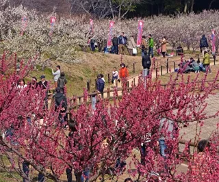 第35回 佐布里池梅まつり