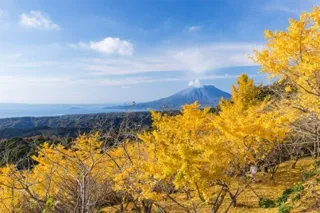 【紅葉・見ごろ】千本イチョウ