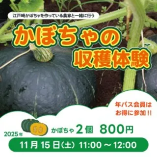 かぼちゃ収穫体験