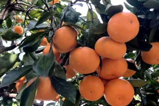 森農園 みかん狩り