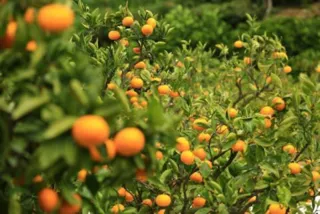 スガイ農園 みかん狩り