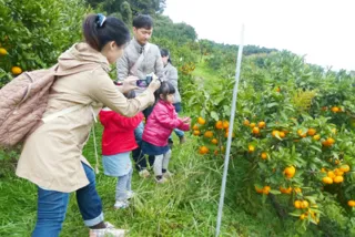 観音山フルーツガーデン みかん狩り