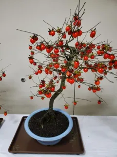 老鴉柿(ろうやがき)展