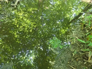 森の小さな湿地づくり