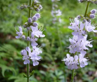 野の花めぐり（11月）