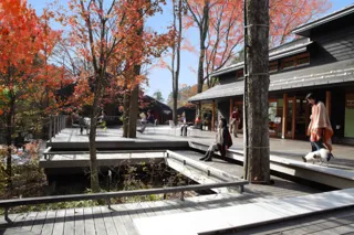 【紅葉・見ごろ】軽井沢星野エリア