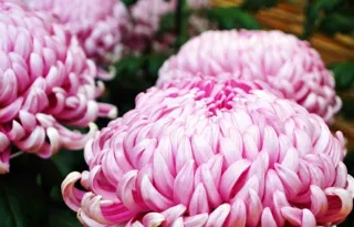 如意輪寺 菊まつり