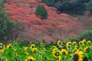 【紅葉・見ごろ】鷹取山のハゼ
