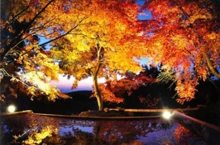 三十路苑 紅葉ライトアップ