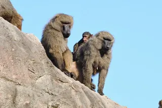 飼育係とおはなしサタデー ~ヒヒ山の中を探検しよう~