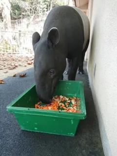 飼育係とおはなしサタデー ~不思議な動物、マレーバクのお話!~