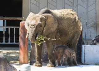 広島市安佐動物公園 文化の日 入園料無料