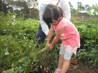 2週間限定　幻の生落花生！