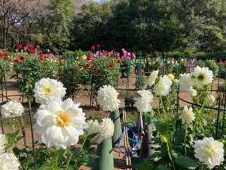 【花・見ごろ】国営武蔵丘陵森林公園 ダリア