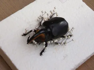 虫講座「昆虫標本の作り方」