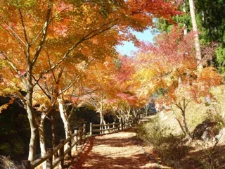 【紅葉・見ごろ】神鈴の滝遊歩道のカエデ