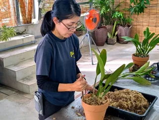 カトレヤ植替え体験