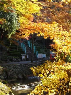【紅葉・見ごろ】伊勢山上飯福田寺