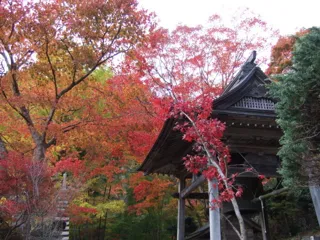 【紅葉・見ごろ】天開山泰運寺