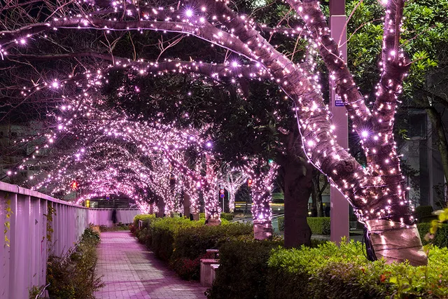 目黒川みんなのイルミネーション2025