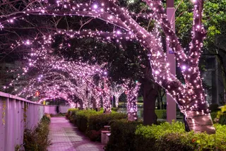 目黒川みんなのイルミネーション2025