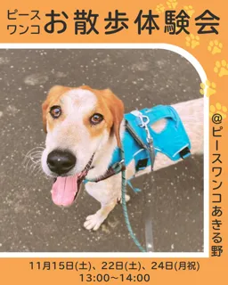 保護犬お散歩体験会
