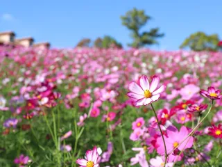 【花・見ごろ】ハーベストの丘　50万本のコスモス