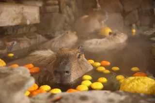 カピバラの露天風呂