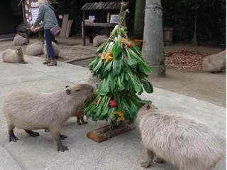 カピバラのベジタブルクリスマスツリー
