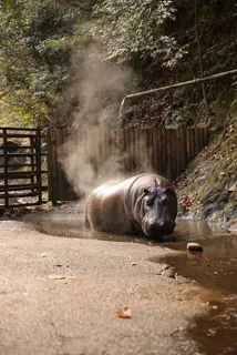 カバの露天風呂