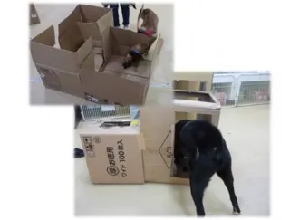 広島県動物愛護センター 飼い犬との幸せな暮らし方セミナー 実技編（12月）