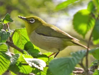 第5回初心者向け野鳥観察会